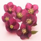 クリスマスローズ 2年物 一重咲きレッド系シングル  12cmロングポット苗  松村ナーセリー・実生選抜苗