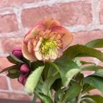 ショッピングクリスマスローズ クリスマスローズ サンセットオーケストラ アネモネ咲き・中輪 13.5cmポット苗 ミヨシ M&Bフローラ クリスマスローズ 苗