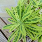 ユーフォルビア花苗カラーリーフ観葉...