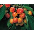 さくらんぼ 果樹 苗木 西洋実桜 サクランボ ナポレオン 4.5号 13.5cm ポット 落葉低木 プランター 鉢植え