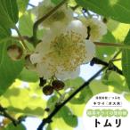  киви фруктовое дерево саженец . мука . Tom li мужской самец дерево 1 год сырой 4.5 номер 13.5cm pot ... листопадные растения 