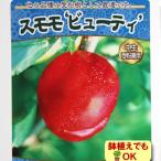 果樹苗木すもも夏プラムビューティー...