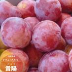  sumomo слива саженец фруктовое дерево ... для 1 год сырой контактный . дерево 4.5 номер 13.5cm pot листопадные растения Япония s Momo 