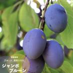  фруктовое дерево саженец лето чернослив jumbo 1 год сырой контактный дерево 4.5 номер диаметр 13.5cm pot листопадные растения seiyo незначительный Momo растение в горшке 