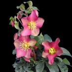 完全生産者限定品 クリスマスローズ 花 苗 鉢植え 氷の薔薇シリーズ レッド系 ５号 【今期開花終了】