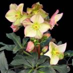 ショッピングクリスマスローズ 完全生産者限定品 クリスマスローズ　氷の薔薇シリーズ　ロザリ ５号鉢 【開花鉢でのお届けは11月中旬〜3月中旬頃まで】