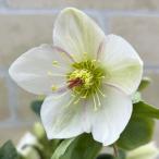 完全生産者限定品 クリスマスローズ 氷の薔薇シリーズ ホワイト系５号鉢【今期開花終了】