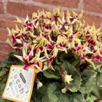  цикламен персидский ... .5 номер горшок [ доставка. стандарт :11 месяц последняя декада ~] бесплатная доставка по всей стране * др. товар включение в покупку не возможно низ водоснабжение цветочный горшок подарок цветочный горшок [ предварительный заказ распродажа ] способ. .