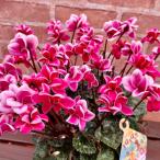  цикламен персидский ..... .5 номер горшок [ доставка. стандарт :11 месяц средний .~] бесплатная доставка по всей стране * др. товар включение в покупку не возможно низ водоснабжение цветочный горшок подарок цветочный горшок [ предварительный заказ распродажа ]