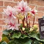  цикламен персидский low zes десять тысяч -слойный 5 номер горшок [ доставка. стандарт :11 месяц средний .~] бесплатная доставка по всей стране * др. товар включение в покупку не возможно низ водоснабжение цветочный горшок подарок цветочный горшок [ предварительный заказ распродажа ]