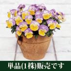 パンジー虹色スミレラブリームーンポ...