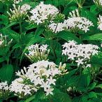 ペンタス 花 苗 鉢植え 寄植え グラフティ ホワイト 9