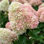 苗 ノリウツギの人気商品 通販 価格比較 価格 Com