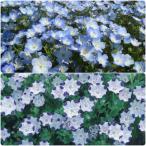  немофила. вид 2 товар вида комплект in sig лак голубой &makyula-ta примерно 50 шарик по выдерживающий холод .1 год ...tane