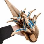 タビビトノキのタネMサイズ1個送料...