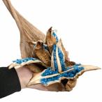 タビビトノキのタネSサイズ1個送料...