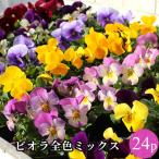 ビオラ花苗全色ミックス6品種24ポ...