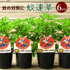 6P 蚊連草 かれんそう カレンソウ 苗6ポットセット 3号