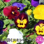 よく咲くスミレ中輪パンジーサカタの...