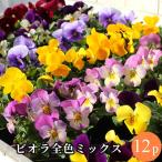  viola flower seedling all color Mix 6 goods kind 12 pot set vi Ora popular viola production person effect Effect quality importance 