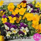 ビオラ黄系6品種アソート花苗24ポ...