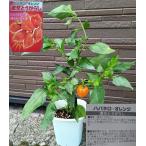  перец стручковый - spring ro orange ультра . стол . реальный . добавленный класть . симпатичный! [ осень .. до цветок ... реальный . оценка ., еда .... ]