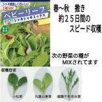  овощи. вид месклун lettuce хруст Mix превосходный рассылка. зажим post .10 пакет до стоимость доставки 150 иен 