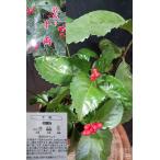  тысяч обе красный реальный есть двор .