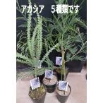  Akashi a желтый цвет. цветок kamabanagabamimo The треугольник лист fsa der садовое дерево 