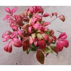  юг небо рассада бонсай красный .. предмет Новый год 