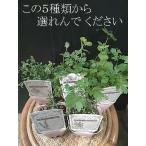 ミント ペパーミント ベルガモット オレガノ コモンタイム ヤロー