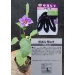 野菜苗接木ナス茄子なすび千両２号中長