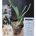 日本水仙白色房咲芳香水仙球根