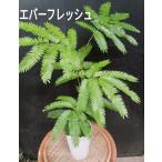 エバーフレッシュ観葉植物ネムの木室内に