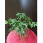 乾燥　日陰に強い洋しのぶ　吊下げても良し　