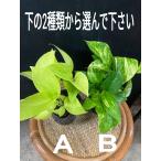 クロトン エクセレントEX　観葉植物 葉の色が黄色赤色オレンジ