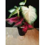 カラジウム 4種 赤白など サトイモ科 半日蔭 室内 観葉植物 シェードガーデン