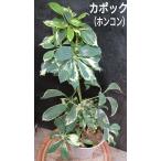 暑さ寒さに強い観葉植物ホンコン斑入...