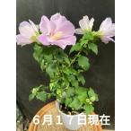 ムクゲ 夏の花 槿 キジバト 平家山 日の丸 角倉花笠 大徳寺花笠