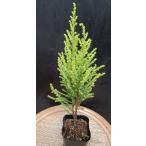  Will ma маленький хвойное дерево бонсай Рождество Gold k отсутствует 