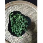 多肉植物グリーンネックレスセナギガ...