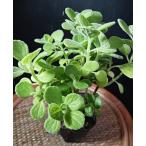 アロマティカス ハーブ 多肉植物 観葉植物 自然の芳香剤 ライムシャワー ゴキブリ除け