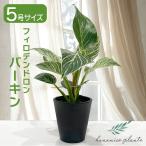 ショッピングバーキン フィロデンドロン バーキン 5号 観葉植物 鉢植え 斑入り 美しい葉 おしゃれ 高級感 インテリアグリーン 育てやすい 珍しい品種 大きな葉 hananico