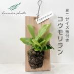 コウモリラン板付きミニサイズビカク...