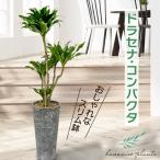 ドラセナ コンパクタ おしゃれなスリム鉢 幸運の植物 本物 観葉植物 美しいロゼット状の葉が魅力 丈夫で育てやすい hananico