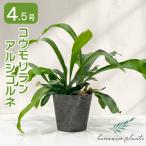 コウモリランアルシコルネ4.5号鉢...