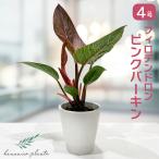 フィロデンドロン ピンクバーキン 4号 観葉植物 斑入り 珍しい ピンク葉 インテリアに映える おしゃれな卓上サイズ hananico