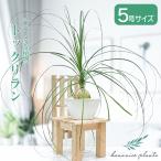 トックリランポニーテールノリナ観葉...