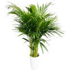 ヤシの木 観葉植物 アレカヤシ 本物 大型 ヤシ 7号 観葉 植物 室内用 7号鉢 風水 開店祝い 移転祝い 新築祝い 誕生日 プレゼント アジアン