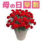 母の日 花 プレゼント 母の日ギフト 2026 ギフト カーネーション 鉢植え 花鉢 おしゃれ 8号 鉢 特大 鉢植 お花 鉢花 60代 70代 80代